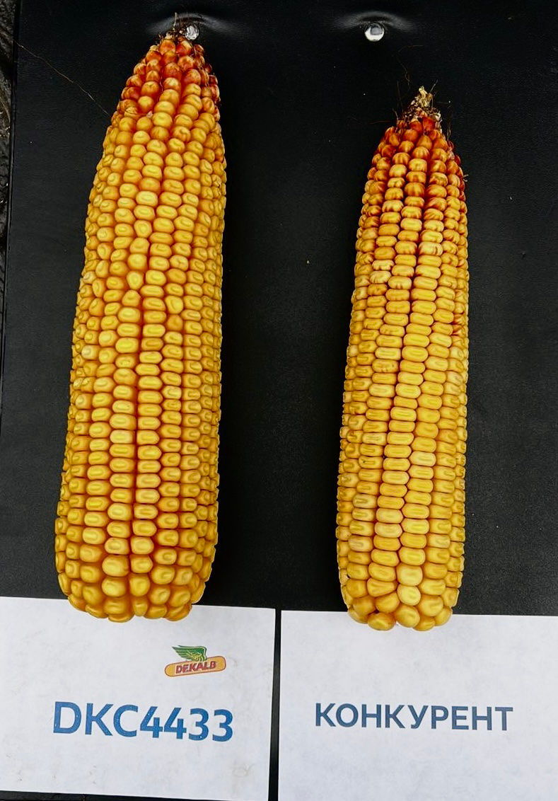 DKC4433